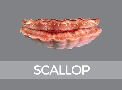 scallop-997